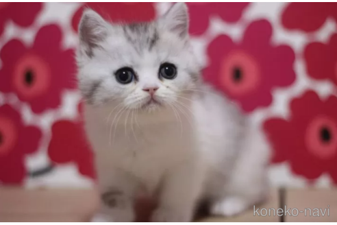 成約済の東京都のミヌエット-75046